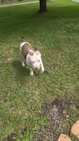 Lena, a female American Bully for sale in Slidell, LA – 3 of 6