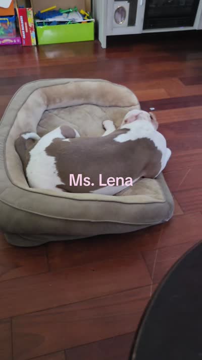 Lena, a female American Bully for sale in Slidell, LA – 6 of 6