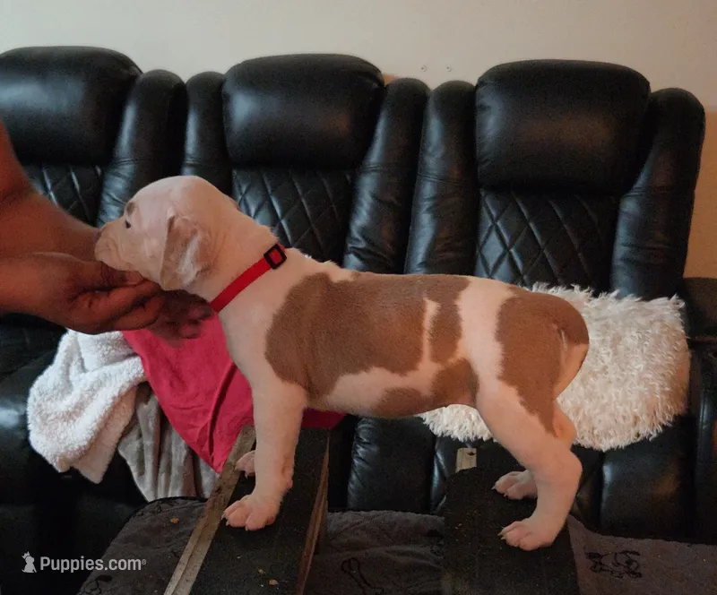 Lena – American Bully puppy for sale in Slidell, LA