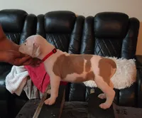 Lena, a female American Bully for sale in Slidell, LA – 1 of 6