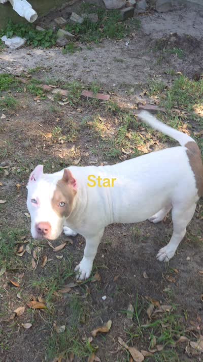 Star, a female American Bully for sale in Slidell, LA – 10 of 10