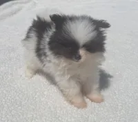 Akc female, a female Pomeranian for sale in McKinney, TX – 5 of 10