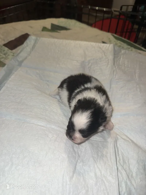 Akc female, a female Pomeranian for sale in Ash Flat, AR – Photo 1 of 2