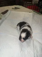 Akc female, a female Pomeranian for sale in Ash Flat, AR – Photo 1 of 2