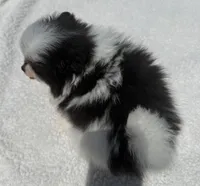 Akc female, a female Pomeranian for sale in McKinney, TX – 8 of 10