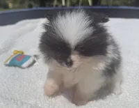 Akc female, a female Pomeranian for sale in McKinney, TX – 6 of 10