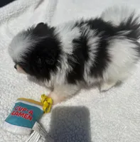 Akc female, a female Pomeranian for sale in McKinney, TX – 10 of 10