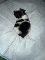 Akc female, a female Pomeranian for sale in Ash Flat, AR – Photo 2 of 2