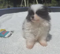 Akc female, a female Pomeranian for sale in McKinney, TX – 4 of 10