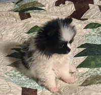 Akc female, a female Pomeranian for sale in San Marcos, TX – 3 of 10