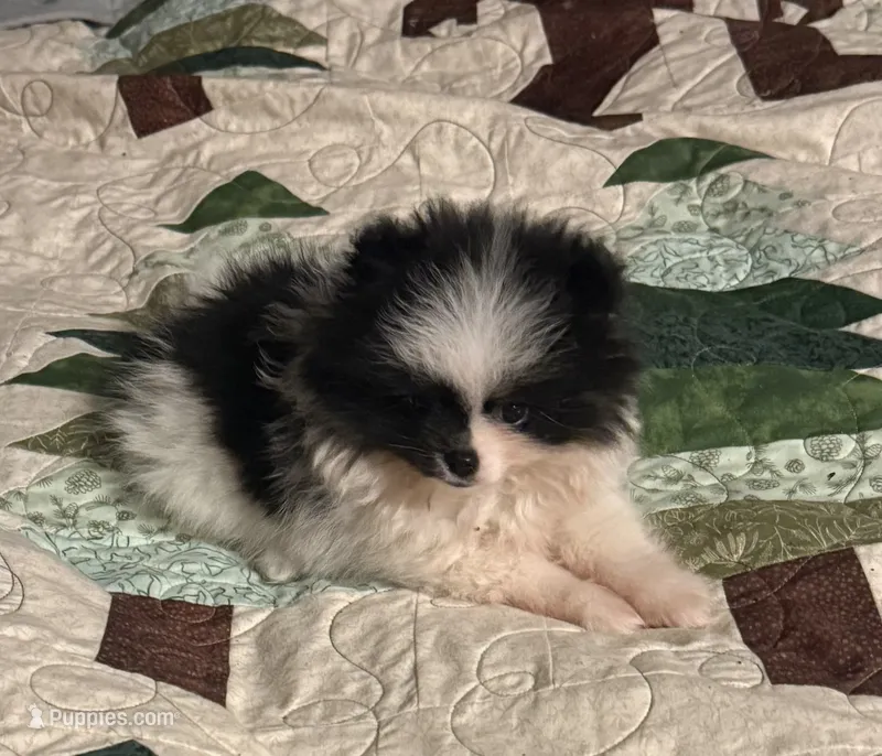 Akc female – Pomeranian puppy for sale in McKinney, TX