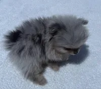 AKC Blue Merle with tan points, a male Pomeranian for sale in McKinney, TX – 5 of 9
