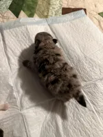 AKC Blue Merle with tan points, a male Pomeranian for sale in Ash Flat, AR – Photo 2 of 2