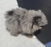 AKC Blue Merle with tan points, a male Pomeranian for sale in McKinney, TX – 3 of 9