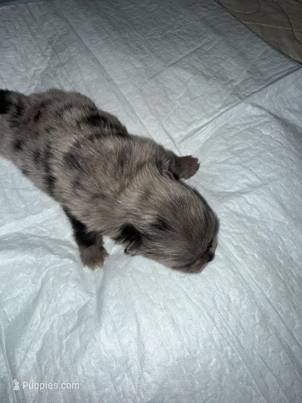 AKC Blue Merle with tan points, a male Pomeranian for sale in Ash Flat, AR – Photo 1 of 2