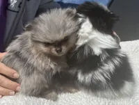 AKC Blue Merle with tan points, a male Pomeranian for sale in McKinney, TX – 6 of 9