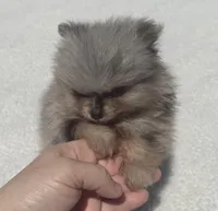 AKC Blue Merle with tan points, a male Pomeranian for sale in McKinney, TX – 4 of 9