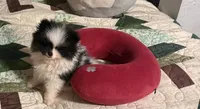 Akc female, a female Pomeranian for sale in San Marcos, TX – 2 of 10