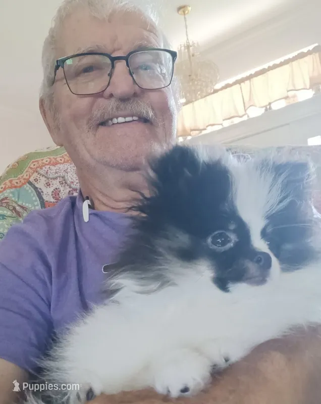 Akc female – Pomeranian puppy for sale in San Marcos, TX