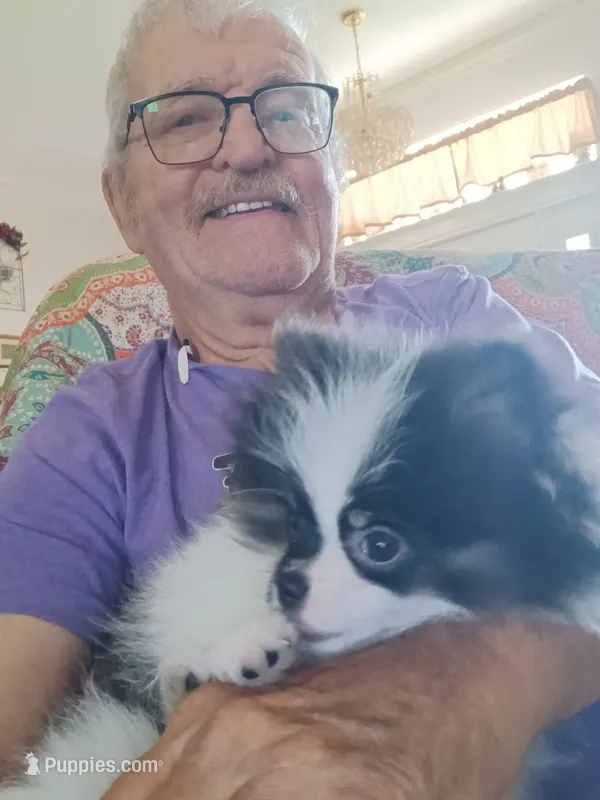 Akc female – Pomeranian puppy for sale in San Marcos, TX