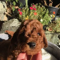 processed/3c88156a-cc79-49fa-8486-3a7ed1f21bc3/facility/0f3c001a-3d82-4a50-8c2d-dfb1d99c74d8