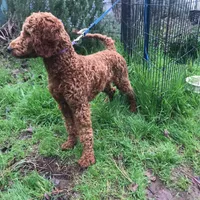 Ella AKC large mini, a female Poodle - Miniature  for sale in Colfax, CA – Photo 3 of 4