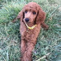 Ella AKC large mini, a female Poodle - Miniature  for sale in Colfax, CA – Photo 1 of 4
