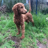 Ella AKC large mini, a female Poodle - Miniature  for sale in Colfax, CA – Photo 2 of 4