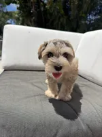 Brooks, a male Miniature Schnauzer for sale in Miami, FL – 2 of 3