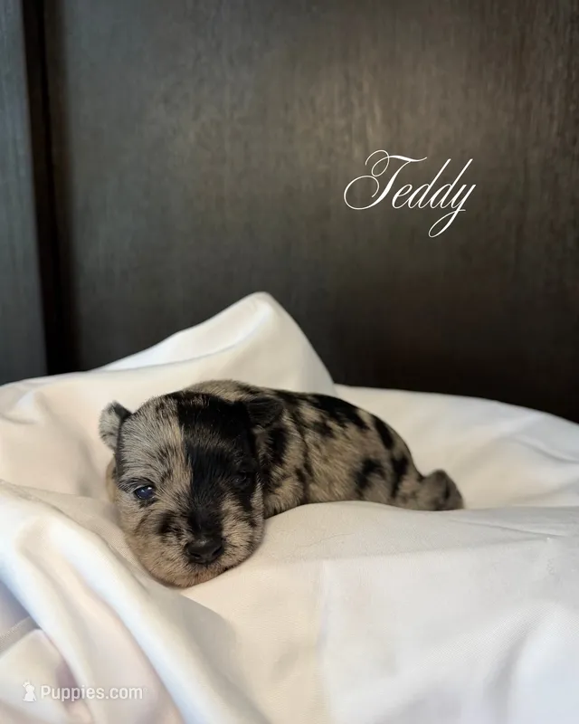 Teddy  – Miniature Schnauzer puppy for sale in Miami, FL