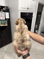 Brooks, a male Miniature Schnauzer for sale in Miami, FL – 3 of 3