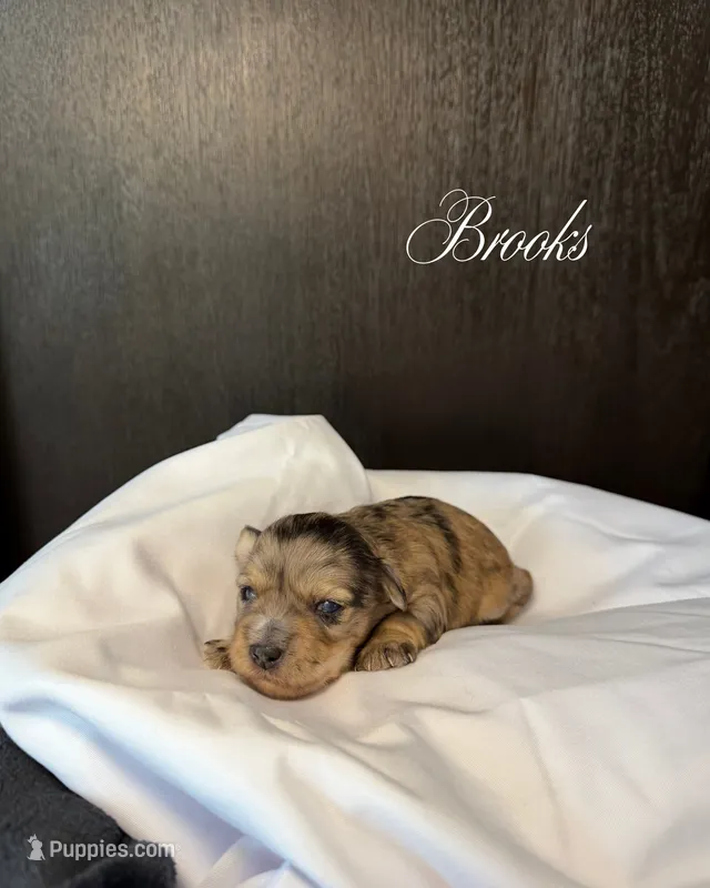 Brooks – Miniature Schnauzer puppy for sale in Miami, FL