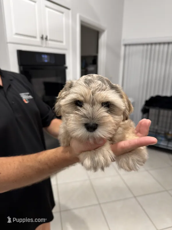 Brooks – Miniature Schnauzer puppy for sale in Miami, FL