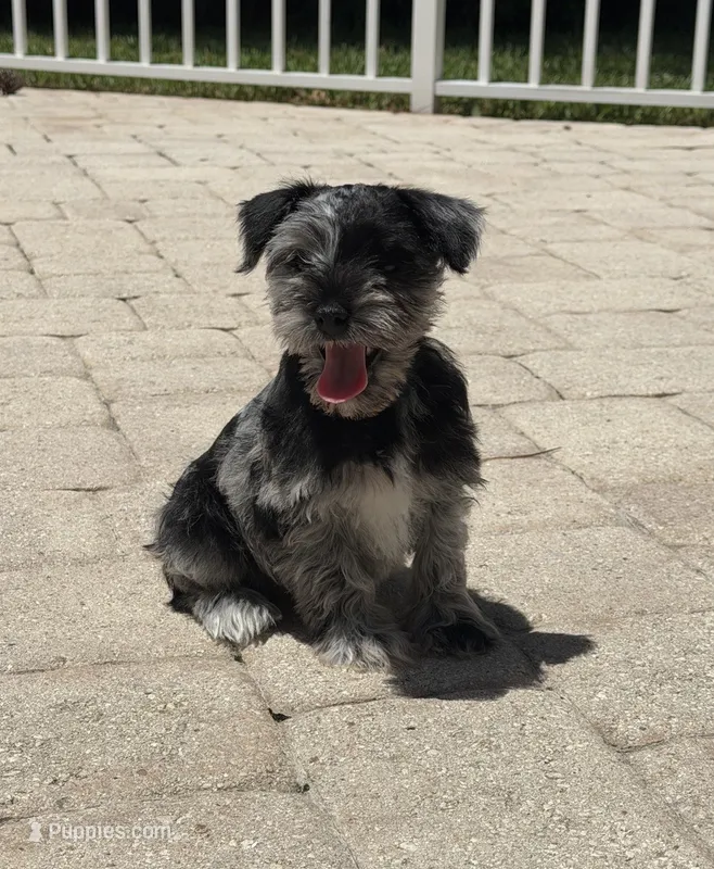 Teddy  – Miniature Schnauzer puppy for sale in Miami, FL