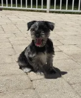 Teddy , a male Miniature Schnauzer for sale in Miami, FL – 1 of 1