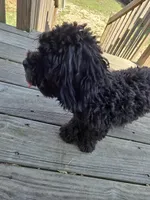 Teacup poodle , a female Poodle - Toy  for sale in Pennsauken, NJ – Photo 3 of 4