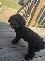 Teacup poodle , a female Poodle - Toy  for sale in Pennsauken, NJ – Photo 1 of 4