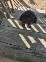 Teacup poodle , a female Poodle - Toy  for sale in Pennsauken, NJ – Photo 2 of 4