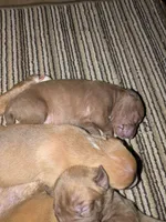 No name yet, a female Doberman Pinscher and American Pit Bull Terrier for sale in Rochester, NY – 2 of 2