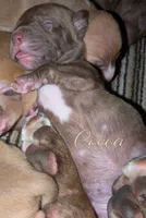 Cocoa, a female Doberman Pinscher and American Pit Bull Terrier for sale in Rochester, NY – 1 of 1