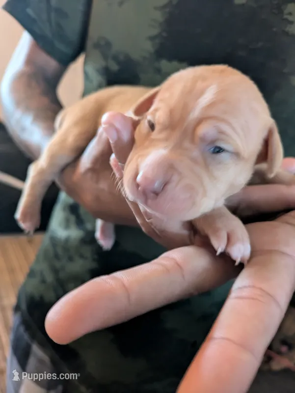 Blondie, a female Doberman Pinscher and American Pit Bull Terrier for sale in Rochester, NY – 1 of 3