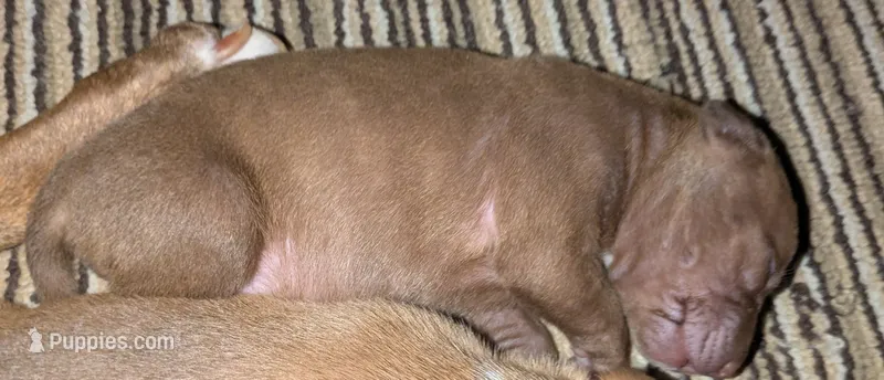 No name yet – Doberman Pinscher, American Pit Bull Terrier puppy for sale in Rochester, NY