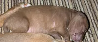 No name yet, a female Doberman Pinscher and American Pit Bull Terrier for sale in Rochester, NY – 1 of 2