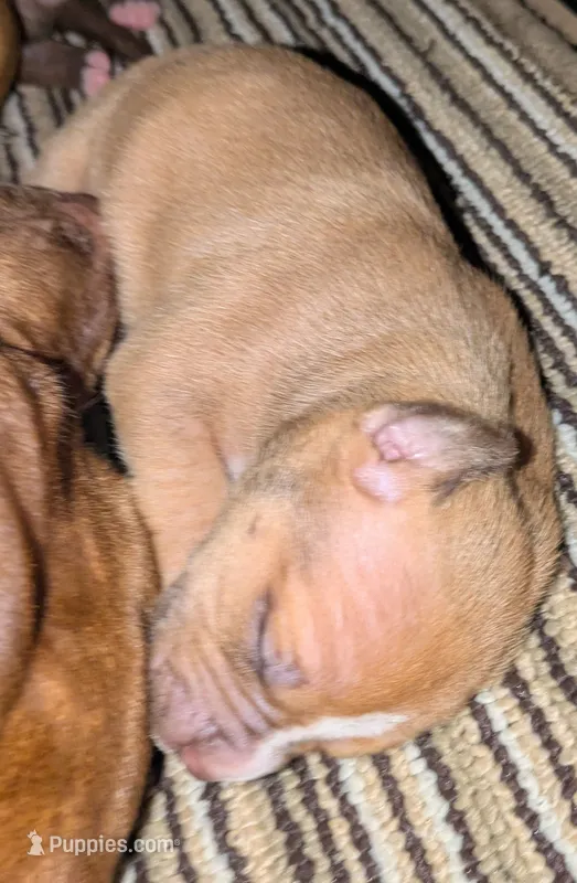 No name yet – Doberman Pinscher, American Pit Bull Terrier puppy for sale in Rochester, NY