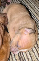 No name yet, a female Doberman Pinscher and American Pit Bull Terrier for sale in Rochester, NY – 1 of 2