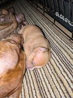 No name yet, a female Doberman Pinscher and American Pit Bull Terrier for sale in Rochester, NY – 2 of 2