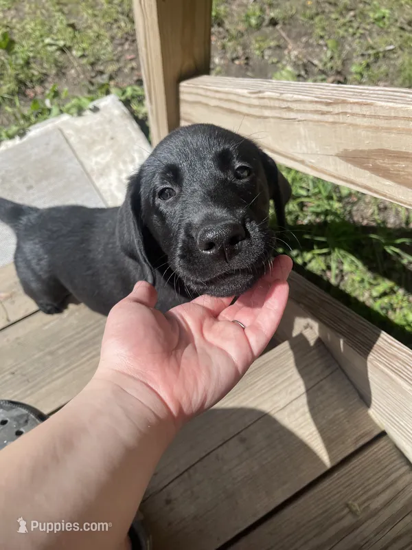 Diesel  – Labrador Retriever puppy for sale in York, NY