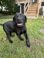 Diesel , a male Labrador Retriever for sale in York, NY – 3 of 3