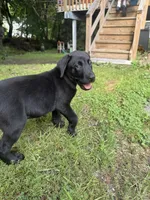 Diesel , a male Labrador Retriever for sale in York, NY – 2 of 3