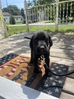 Diesel , a male Labrador Retriever for sale in York, NY – 2 of 4